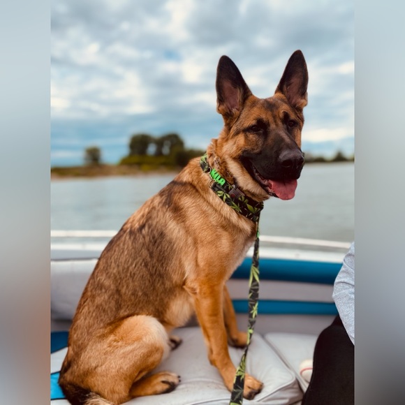Repurposed Denim Dog Collar- Levi’s, Levi Strauss Dog Collar, One of a kind - Picture 12 of 16